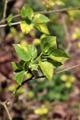 Syringa vulgaris 'Aucubifolia' - šeřík obecný - listy jaro